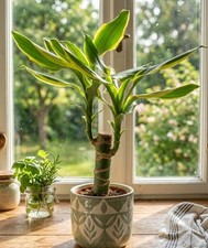 Dracaena braunii Lucky Bamboo