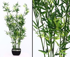 Bambus Arrangement in