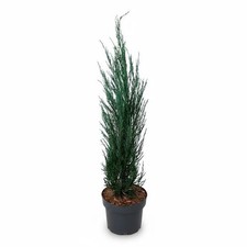 Juniperus scopulorum 'Blue