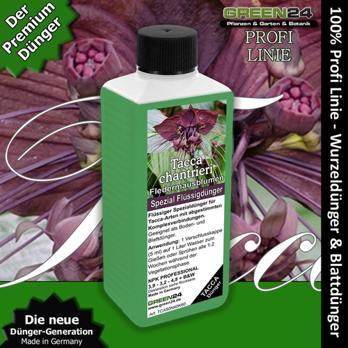 Fledermausblume tacca - fledermausblume,