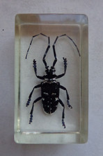 Echtes Insekt  in Acryl "