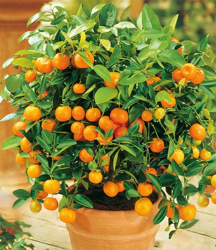 Orangen bäumchen pflanze - orangen-bäumchen,1,