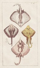 Rochen Raja Stachelrochen