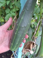 Gurken Samen Sorte: Sonja Sehr