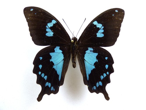 Papilio epiphorbas männchen - epiphorbas,