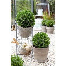  Ilex crenata 'Jenny -