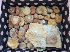 Tolle unpräparierte ammoniten sammlung aus dem Lias Altdorf , Laibsteine