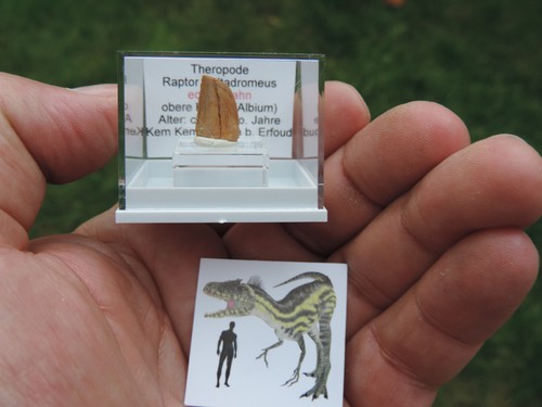 Zahn vom raptor deltadromeus - zahn,
