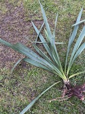 Yucca Palme ~ Freilandpalme