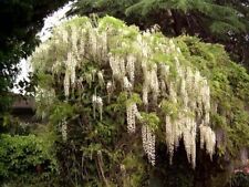 1 Blauregen in weiß Glyzinie Wisterie Wisteria 150-200 cm groß