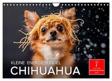 Chihuahua - kleine