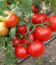 Tomatensamen (7+ Samen); italienische  Sorte "Fireball",  aus 2025