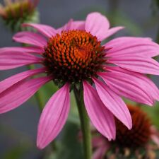 Roter Sonnenhut - Echinacea purpurea 'Magnus' Staude winterhart 0,5 L Topf
