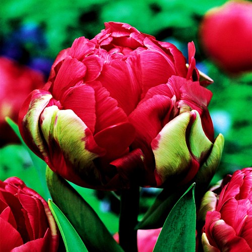 Tulpen blumenzwiebeln - tulpen,