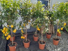 Citrus limon echte zitrone - citrus,