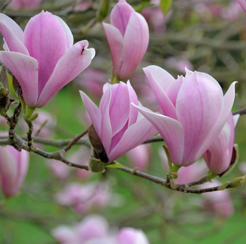 Tulpen magnolie heaven - magnolie, scent