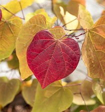 Kanadischer Judasbaum Eternal