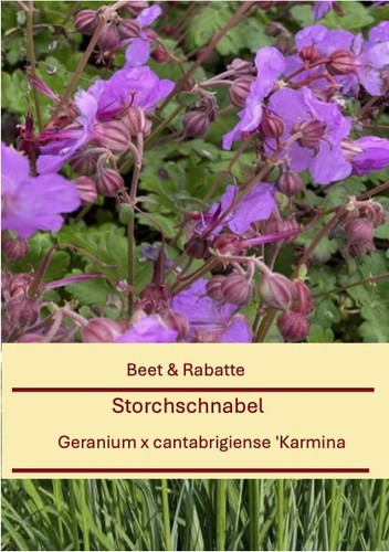 Geranium cantabrigiense