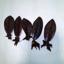 Zamioculcas ‚Raven Variegata‘