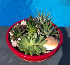 Zimmergarten,Balkon Garten echte Sukkulenten und Haworthia Muscheln Treibholz