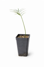 Cycas yorkiana - Yorks