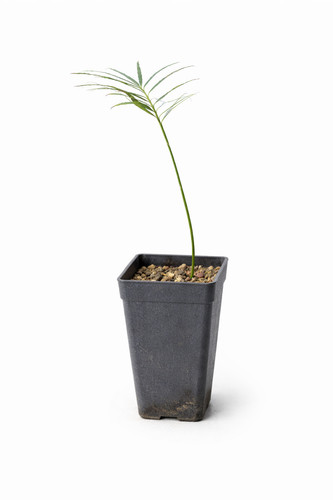 Cycas yorkiana yorks - -,
