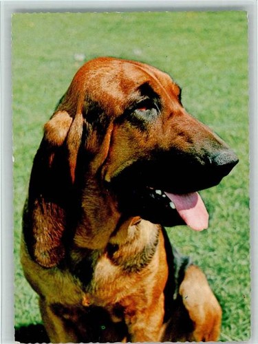 12093377 basset 1965 ak - -,