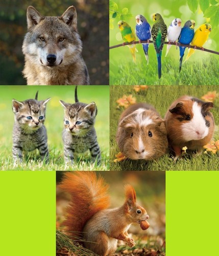 Kühlschrankmagnet wolf - 1,