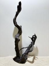 Schwarze Moorwurzel XL