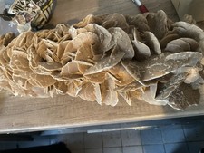 Wüstenrose, Sandrose aus der Sahara 2 Große Stück