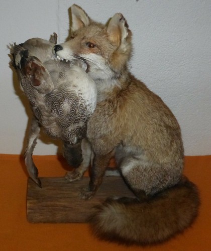 Fuchs mit erlegter - , ente