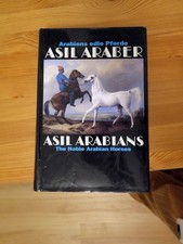 Asil club - asil, araber