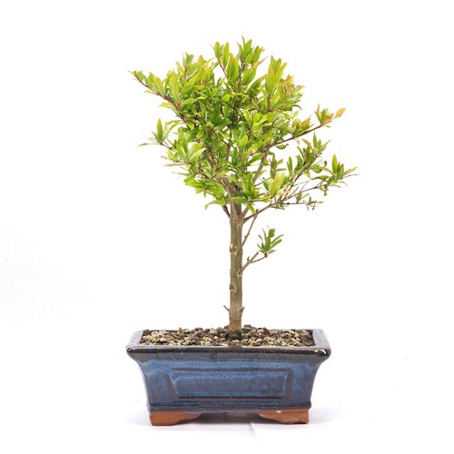 Bonsai granatapfel punica - bonsai, 'punica