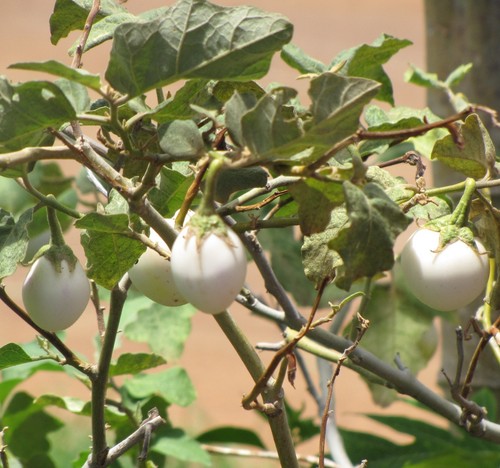 Super samen eierbaum eier - super, am