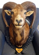 Wunderschöner MUFFLON / WIDDER, Kopf -Schulterpräparat, Jagdtrophähe,top Zustand