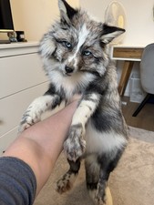 Smokey Ringneck Softmount