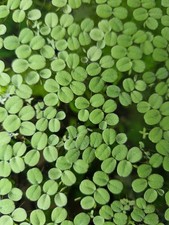 Schöne Salvinia Minima