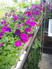 Samen für Petunia  Petunie