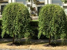 Sal-Weide / Hängende Kätzchenweide PENDULA 130-150 cm im Container