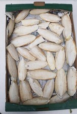 Sepiaschalen Schulps