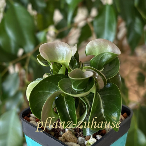 Adenium thai socotranum dorset - thai,
