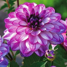 Dahlie Knolle Blüten