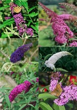 Buddleja davidii Sommerflieder
