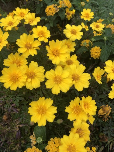 Tagerine-Tagetes-Studenten