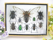 Echte exotische Insekten -