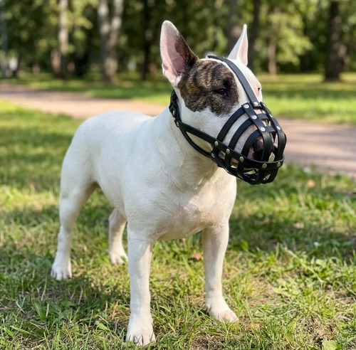 Licht leder hundemaulkorb - licht, für