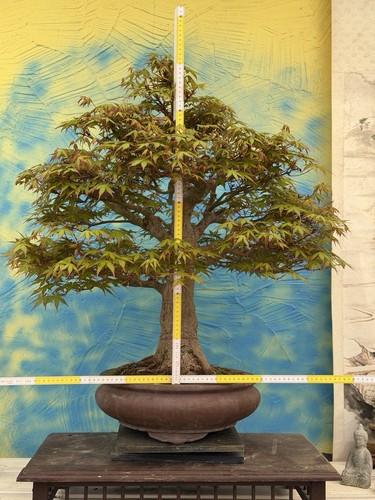 Joe bonsai fächerahorn - bonsai,