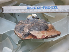 Opal sog. Holzopal Diatomeen