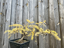 Japanische Lärche Pre Bonsai Outdoor Larix kaempferi Höhe ca 35cm Breite ca 68cm