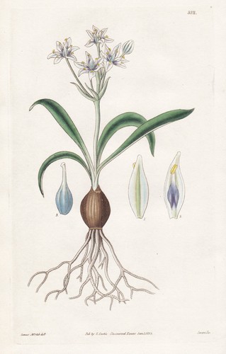 Scilla villosa blume flower - scilla,